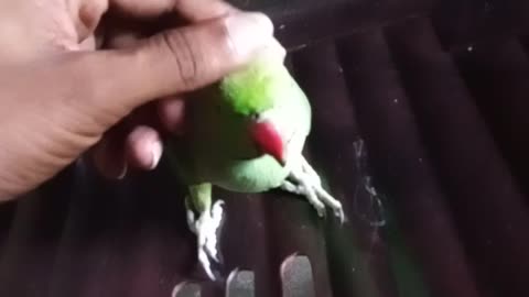 My cute parrot❤️❤️❤️