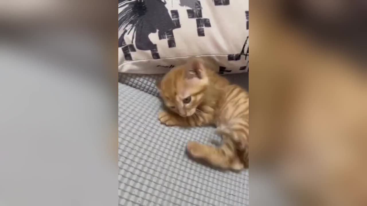 SLEEPY KITTENS(CAT) - COMPILATION!!!!!!!!!!!