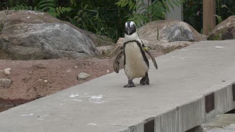 Lehigh Valley Zoo: Connecting Conservation, Wildlife, and Visitors