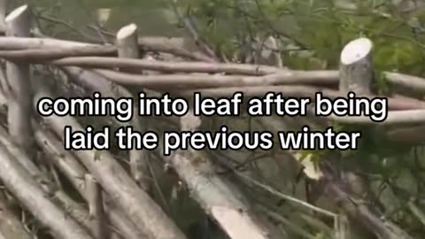 Natural fencing idea