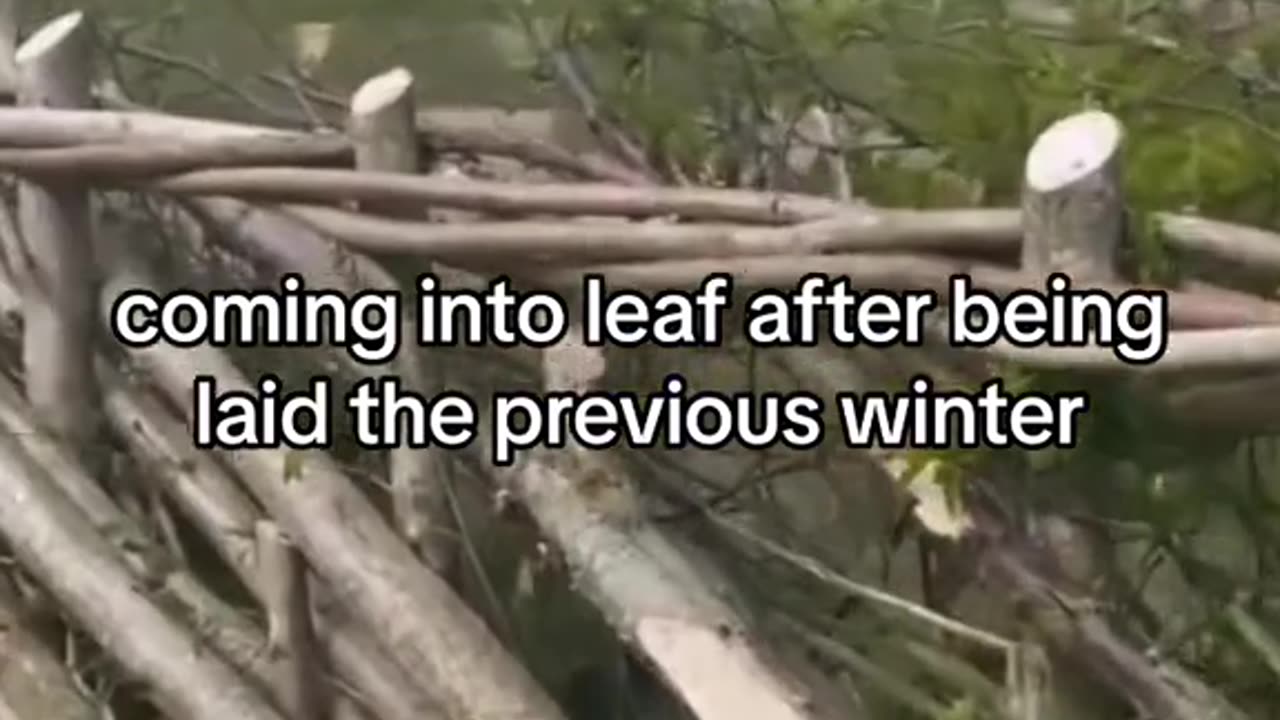 Natural fencing idea