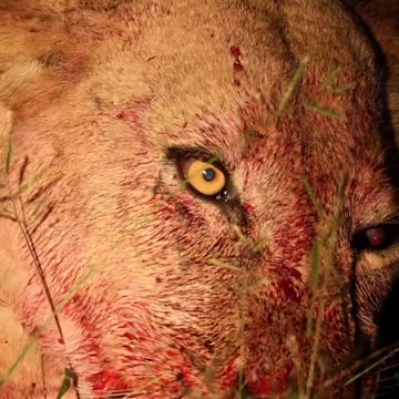 "The One-Eyed Lion's Royal Feast!"