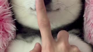 The Most Relaxed Shiba Inu You’ve Ever Seen! 🐶✨ #DogSpa