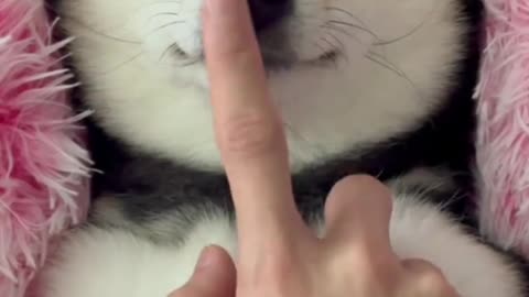 The Most Relaxed Shiba Inu You’ve Ever Seen! 🐶✨ #DogSpa