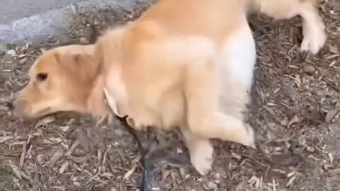 POV Golden Retriever