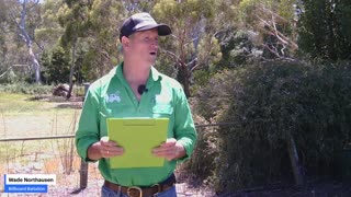 Bondi Beach attack - Labor and Greens Legacy - 16/12/2025