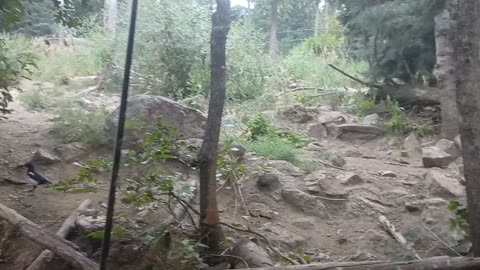 Cheyenne Mountain Zoo Part 37