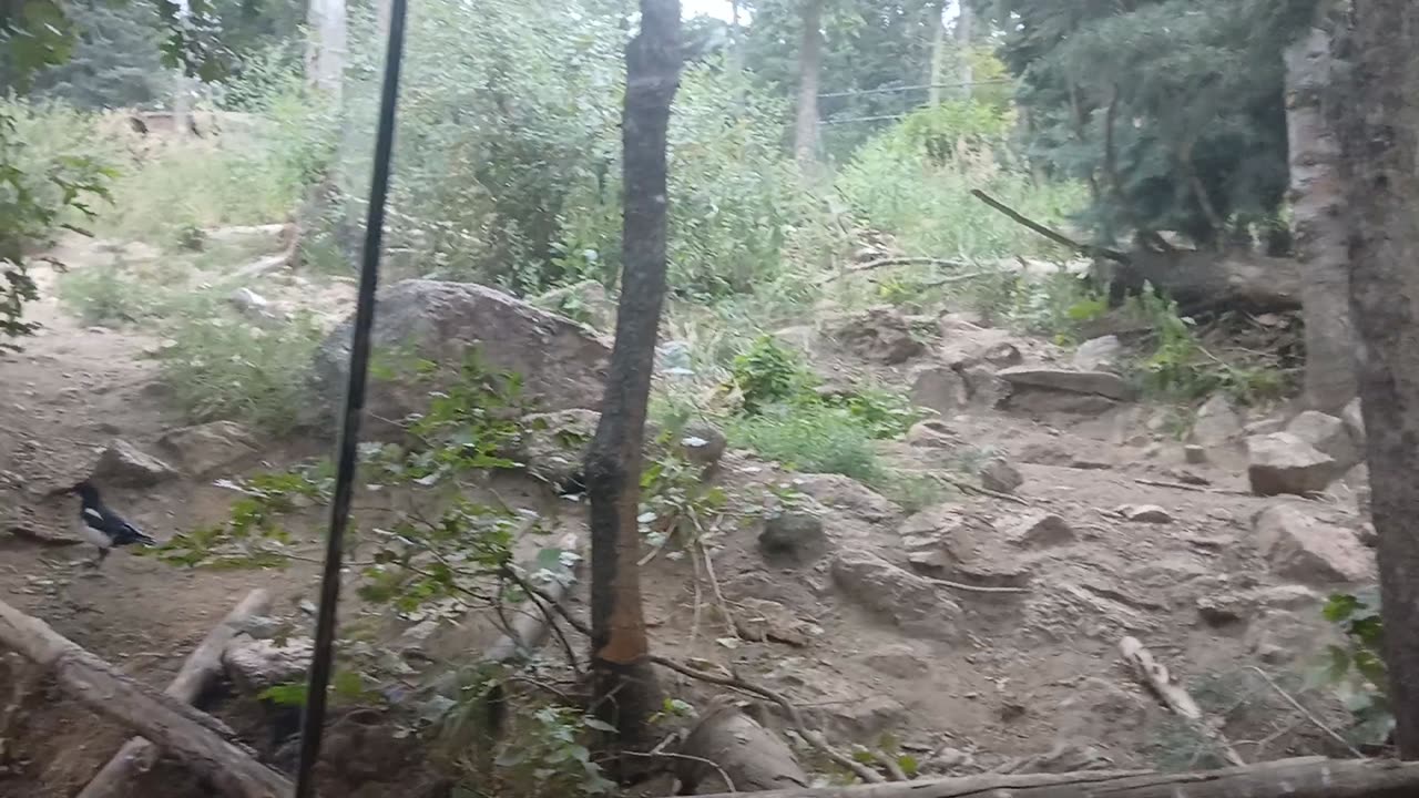 Cheyenne Mountain Zoo Part 37