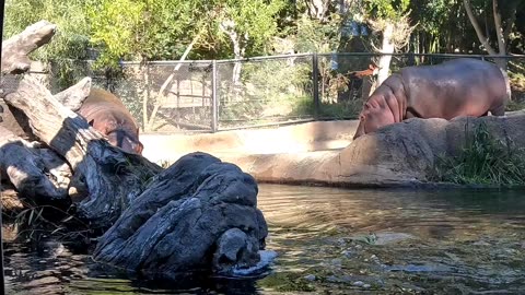 Hippos at the San Diego Zoo