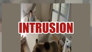 Fact Check: Video Of Bear Breaking Into Woman's Bedroom Is NOT Real