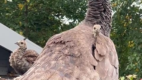 Baby Peacock Peek-a-Boo