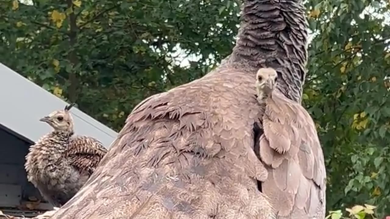 Baby Peacock Peek-a-Boo