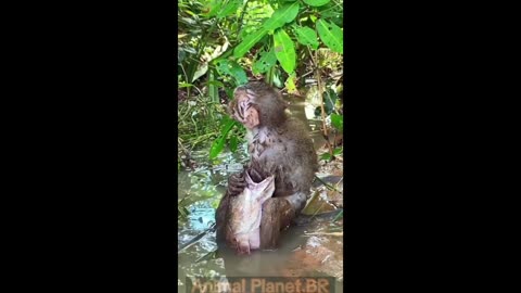 Daddy Goat 24/7 - Out Of Context Memes & Videos