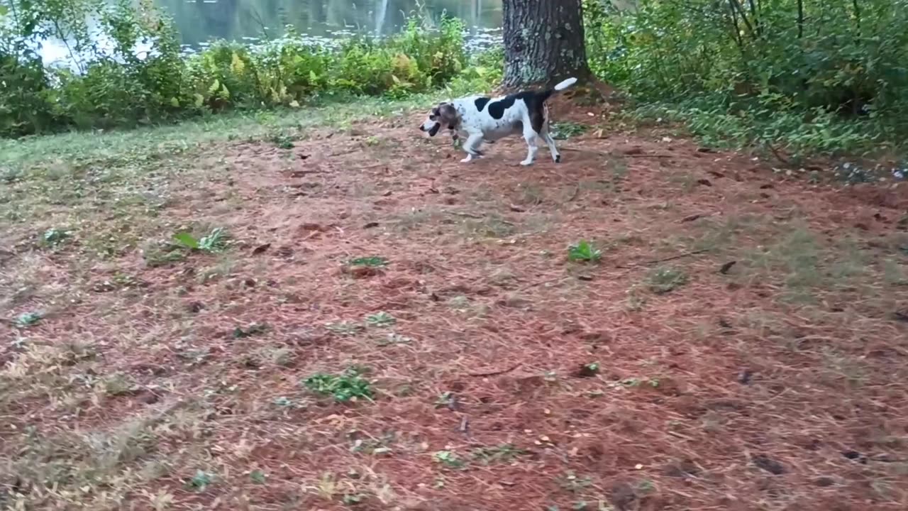 Bandit
