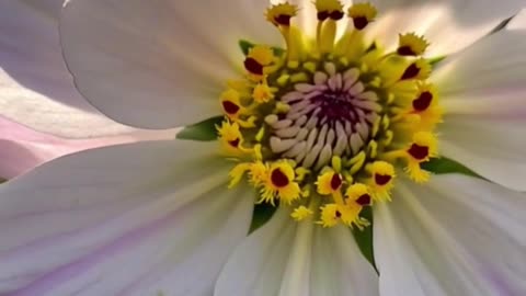 The magic of nature :flower bloom in stunning time-lapse