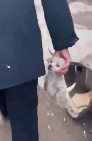 中国の犬肉市場の風景. 今夜の食材を買って帰る人達