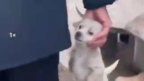 中国の犬肉市場の風景. 今夜の食材を買って帰る人達