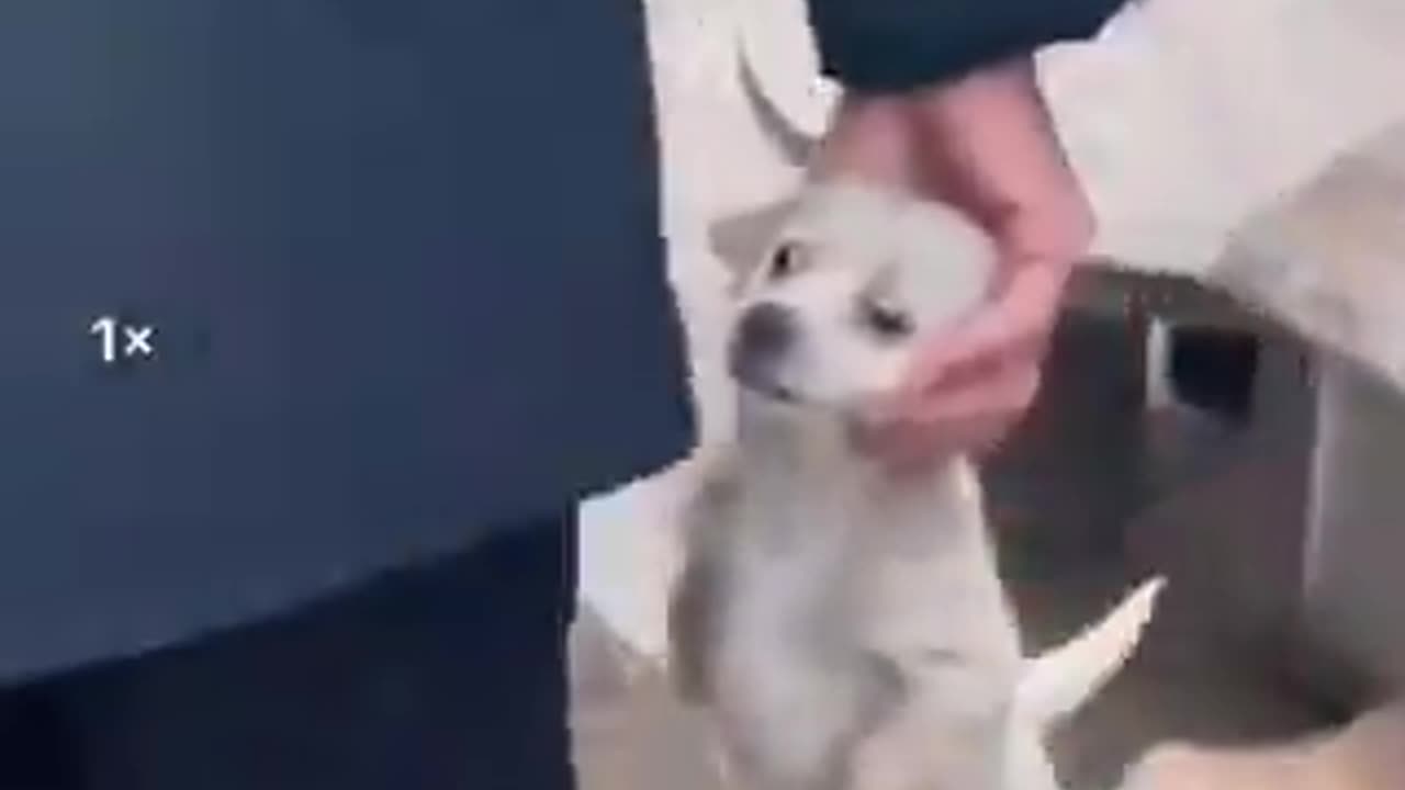 中国の犬肉市場の風景. 今夜の食材を買って帰る人達