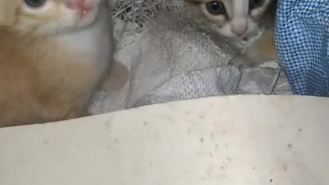 little cute cats
