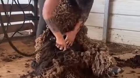 ✨🧥 Shearing This Overgrown Babydoll Sheep Will Surprise You! | FeedMyCuriosity