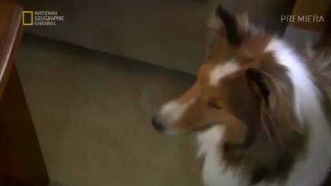 CESAR MILLAN - ZAKLINACZ PSÓW 8 dokument pl