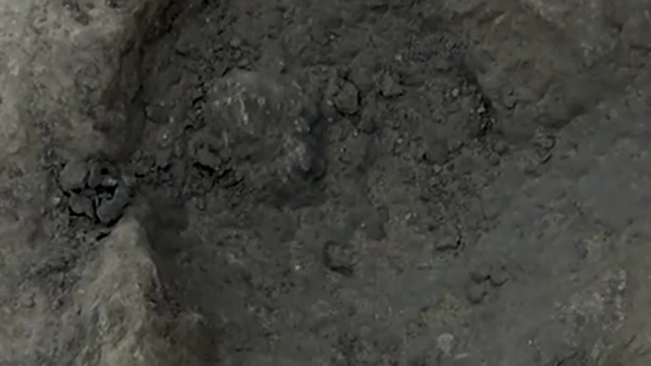 🤯✨ You Won't Believe These Ancient Dinosaur Footprints! | FeedMyCuriosity