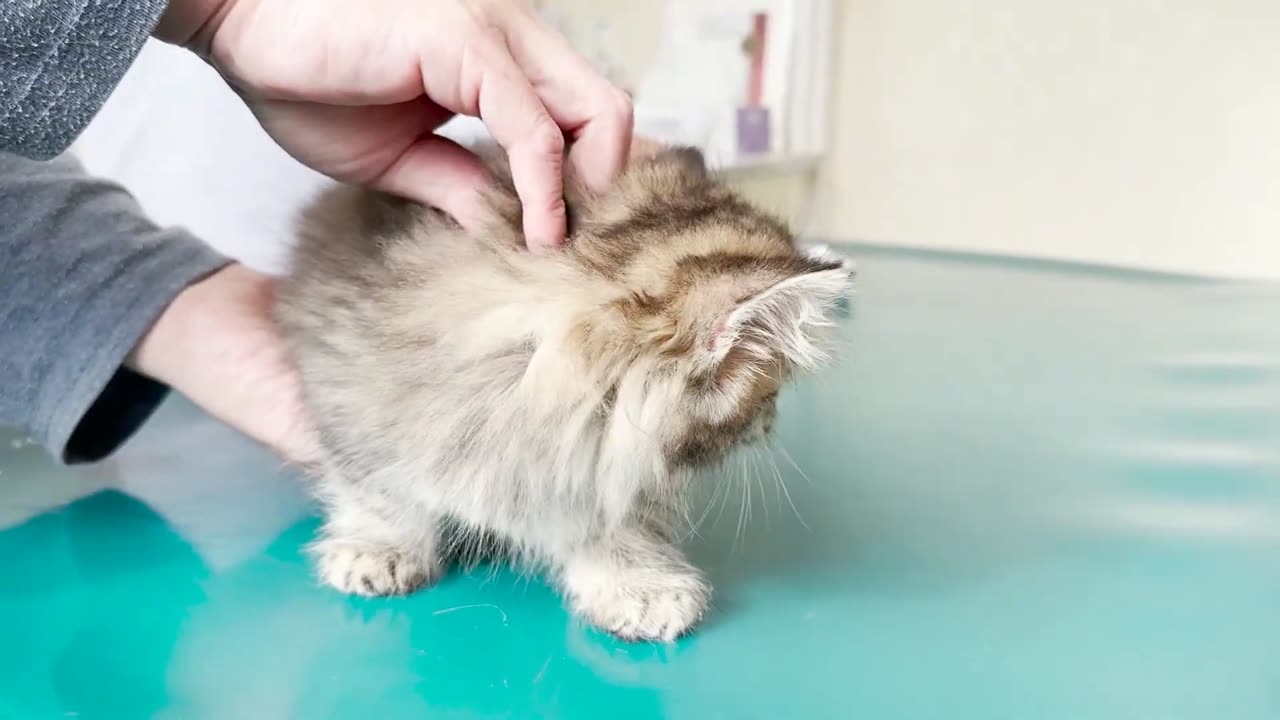 This is a kitten who screams at the hospital for the first time