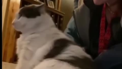 Paws for laughter! You’ve never seen cats this hilarious! 🐾😂