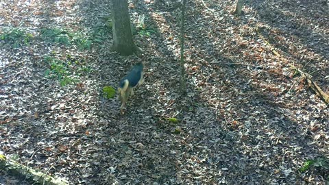 Spikes Continued Adventures