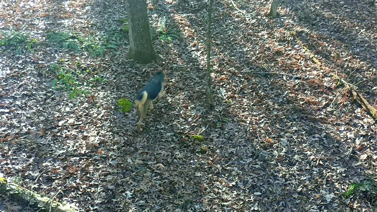 Spikes Continued Adventures