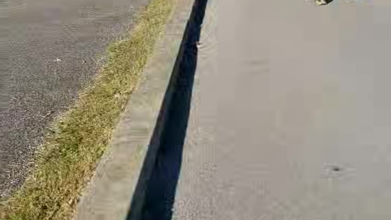 What do your race goals look like?