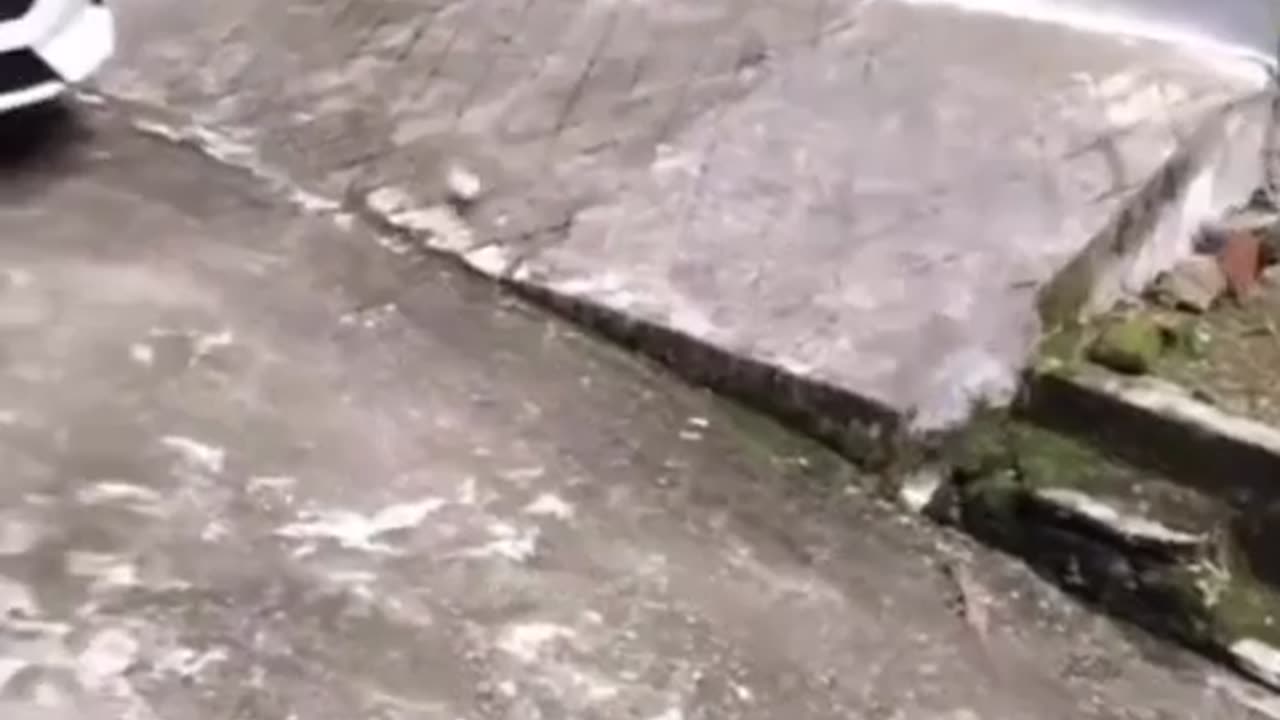 😻🐱 Watch Two Cute Beings Having Fun! | FeedMyCuriosity