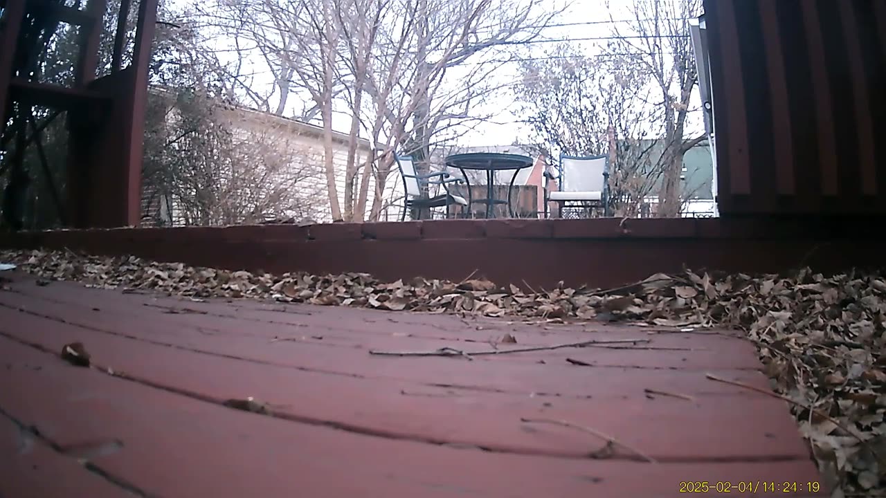 Feral Or Outdoor Cats Filmed By Haza PR800 Wild Camera, Dearborn, Michigan, February 1 To 7, 2025