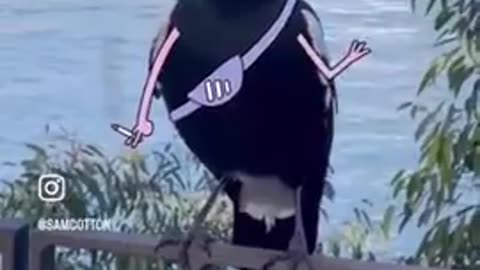 Man confronts Magpie who swooped him yesterday