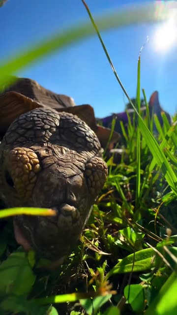 Odd Pair. Cat and Turtle eat grass together...