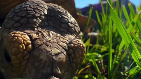 Odd Pair. Cat and Turtle eat grass together...