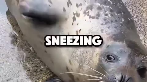 # Seal Sneezes Sound Like