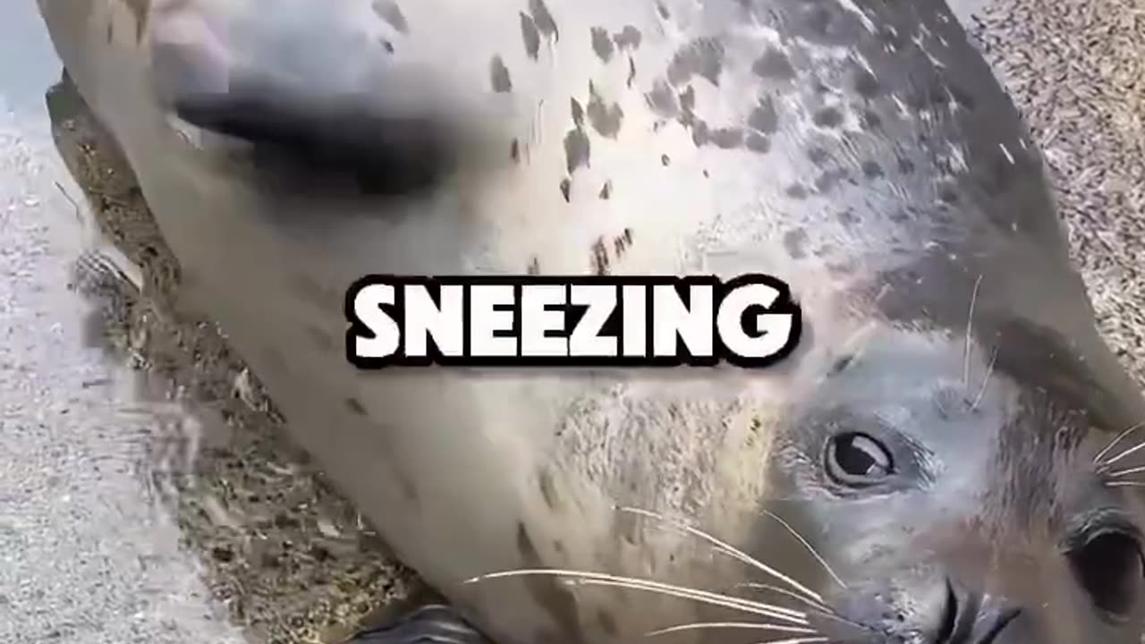 # Seal Sneezes Sound Like