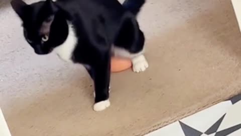 Cat vs Toys