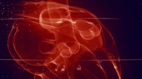 Specialized cells in the human heart