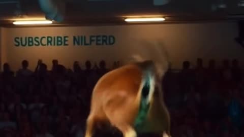 INSANE Goats in Animal Olympics