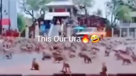 Dog and Mokey War, Funny Videos