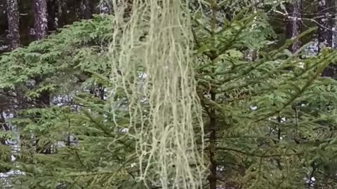 Beard Lichens