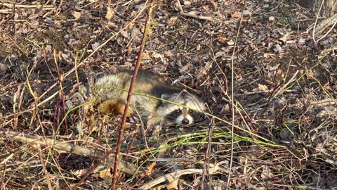 Trapping Red Fox, Raccoon and Beaver