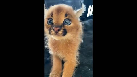 A little caracal got lost.1
