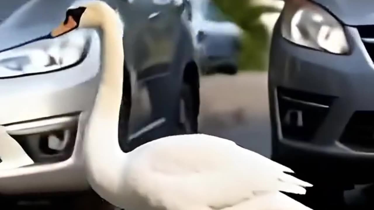 "A Swan and Her Cygnets Crossing the Road | Nature's Beauty in Action"