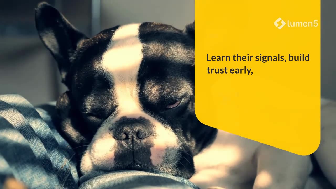 Uncovering French Bulldog Body Language Before You Bring One Home – Must-Know Signs!