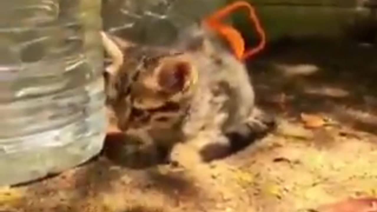 Scared feral Kitten trusts a human for the first time..😸🥺