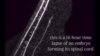 This 16 hour time lapse of an embryo forming its spinal cord is incredible