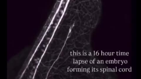 This 16 hour time lapse of an embryo forming its spinal cord is incredible